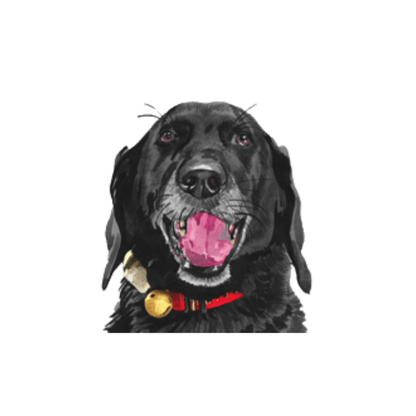 Happy the Labradoodle, our mascot and inspiration